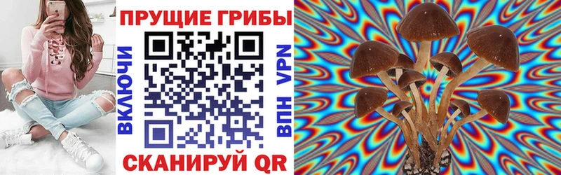 дарнет шоп  Дербент  shop какой сайт  Галлюциногенные грибы Psilocybe 
